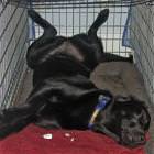 Cage Too Small