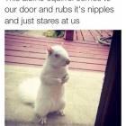 Can I Has Nuts
