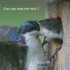 Can You Hear Me Now