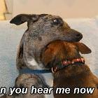Can You Hear Me Now