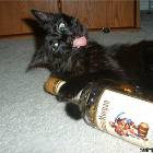 Captain Cat