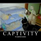Captivity
