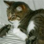 Cat And Mouse