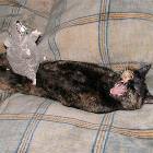 Cat And Rat