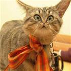 Cat Big Eyes