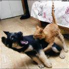 Cat Bite