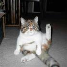 Cat Caught