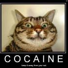 Cat Cocaine