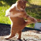 Cat Dancing