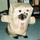 Cat Domokun