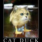 Cat Duck Gives Not