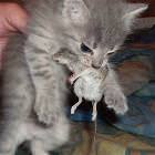 Cat Eating