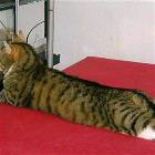 Cat Enjoying It