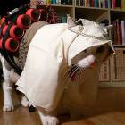 Cat Extremist