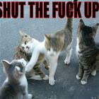 Cat Fight