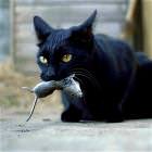Cat Food