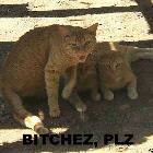 Cat Gang