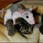 Cat Humper