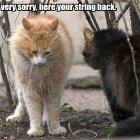 Cat Is Sorry