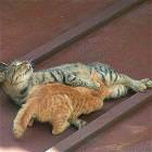 Cat Job