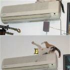 Cat Jumps