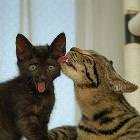 Cat Lick