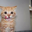 Cat Licking