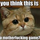 Cat Looks Pissed
