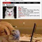 Cat Match