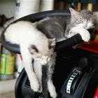 Cat Nap