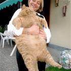 Cat Needs A Diet