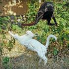 Cat Ninjas