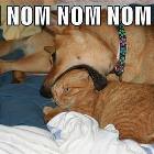 Cat Nom Nom