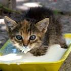Cat Nom Nom
