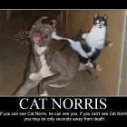 Cat Norris