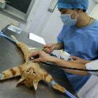 Cat Operation