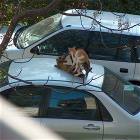 Cat Orgie