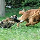 Cat Owns This Dog
