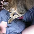 Cat Pillow