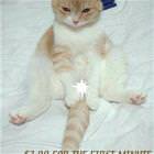 Cat Pron