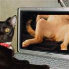 Cat Pron