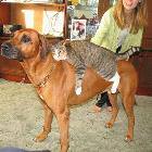 Cat Riding Dog