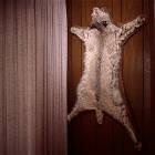 Cat Skin Rug