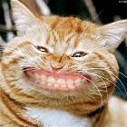 Cat Smiling