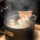Cat Soup