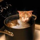 Cat Stew