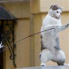 Cat Toys