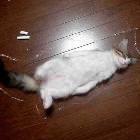 Cat Trace
