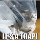 Cat Trap