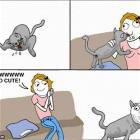 Cat Troll